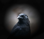 Richard Schick, photography